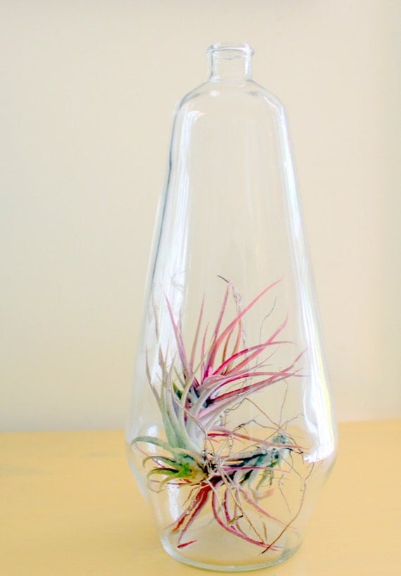 Great Big Bottle of Air Plant