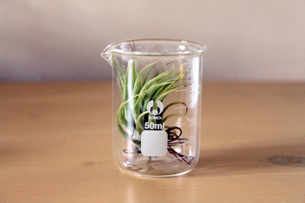 Scientific Air Plant