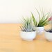 Cup O' Air Plant
