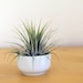 Cup O' Air Plant