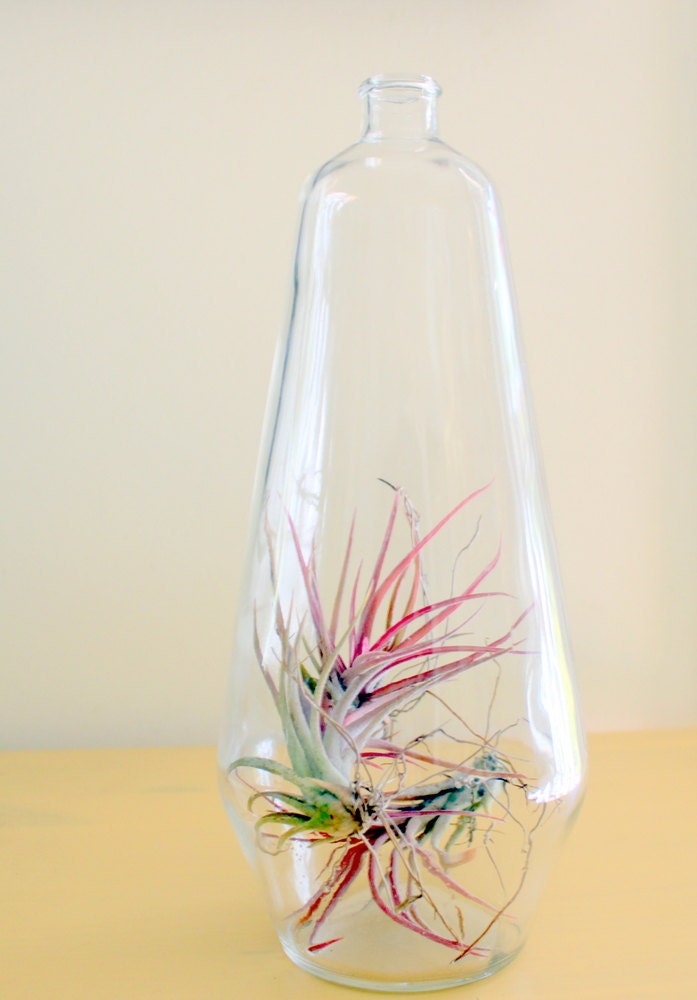 Great Big Bottle of Air Plant