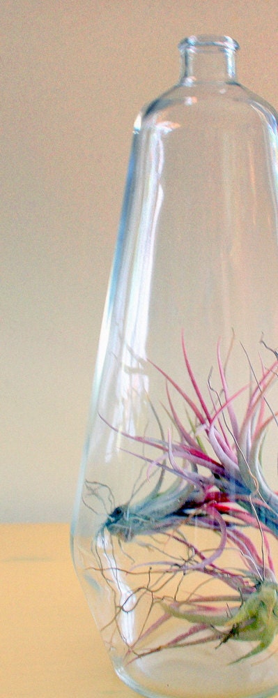 Great Big Bottle of Air Plant