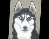 Siberian husky Aceo original artwork