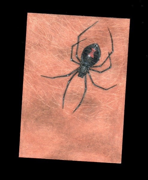 Black widow aceo