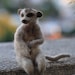 Needle Felted Animals- Slender-Tailed Meerkat-Suricate-Made for custom orders