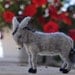Needle felted-Nativity Set-Nativity-Waldorf- donkey-soft sculpture-needle felt by Daria Lvovsky-Made to custom order