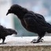 Needle Felted Animals- The black crow- OOK Soft Sculpture-needle felt by Daria Lvovsky-Made to order
