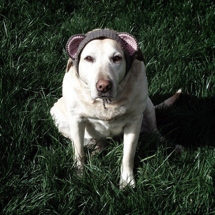 pet hat - large bear