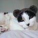 knitting pattern - bear pet costume
