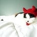 pet hat - devil