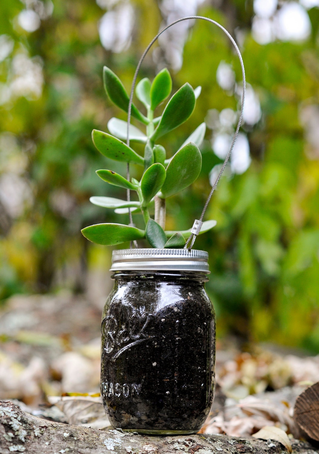 Mason Jar Jade Planter