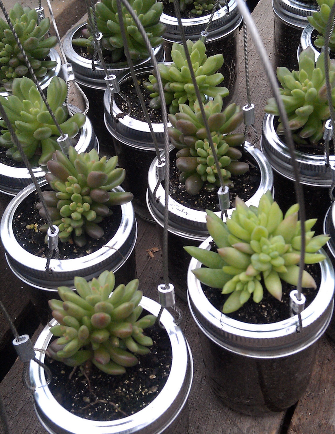 Mason Jar Succulent Planter Half Pint