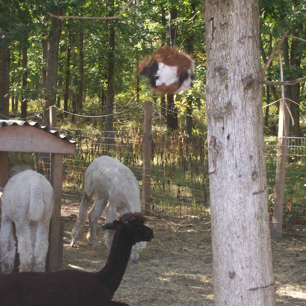 Alpaca Fiber Nesting Balls