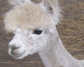 Adopt-a-paca -  Adopt an Alpaca - receive a scarf or cowl and photos - OOAK - FREE US shipping