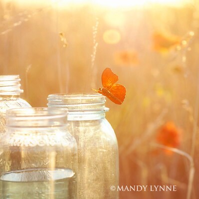 Description: Butterfly & mason jars surrounded with gol