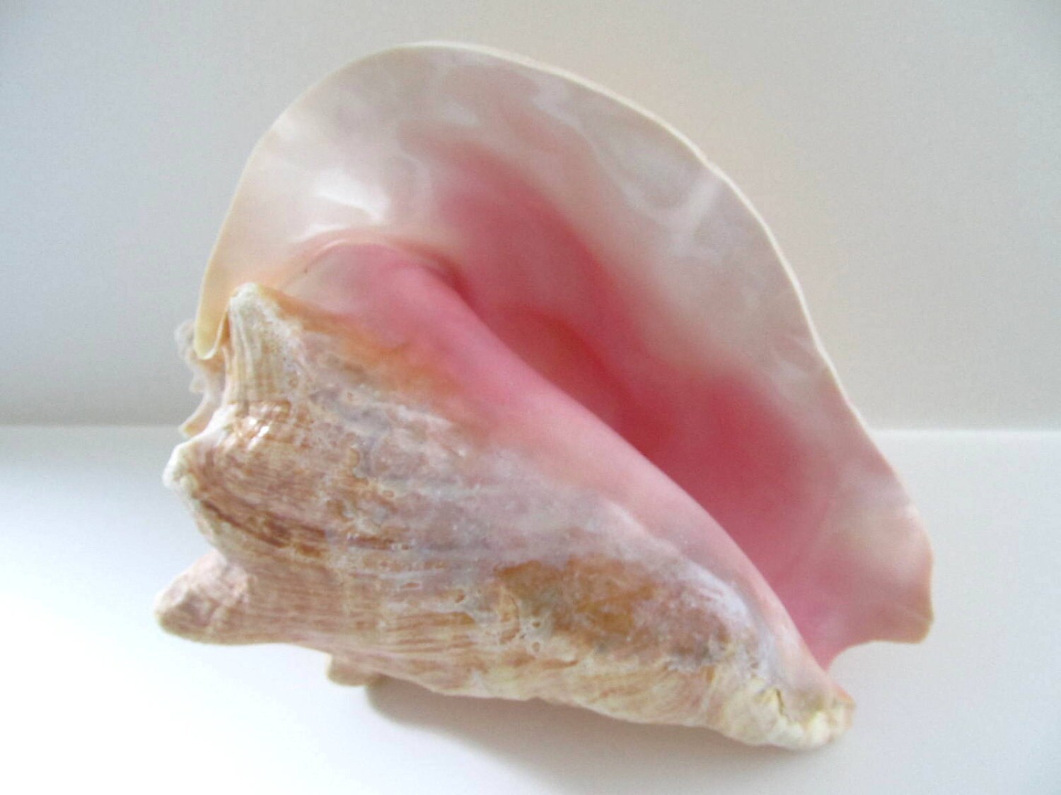 Pink Conch