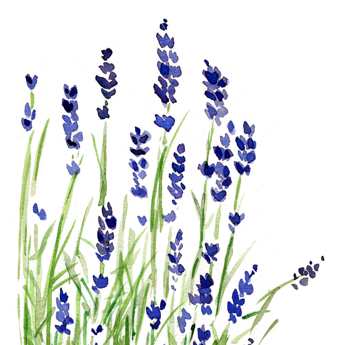 Lavender plant  art print of original watercolor painting ,purple and green, Plants, Botanical herb, February birthday, mothers day