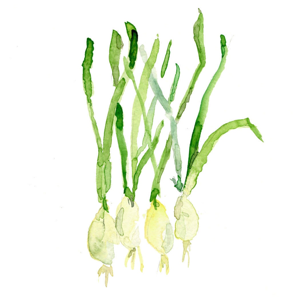 Spring Onions No.3 Archival Print of my original watercolor painting limited edition, kitchen decor