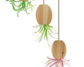 Air Plants in Wood pods A3 art Print,  Minimalist, modern, zen  brown green botanical office decor, digital collage