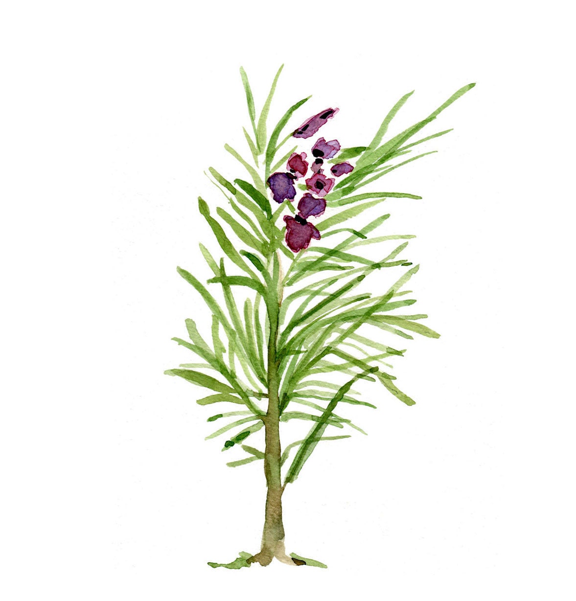 Rosemary print of  original watercolor painting of Rosemary branch, green and purple , Plants, Botanical herb,, cottage chic, kitchen decor