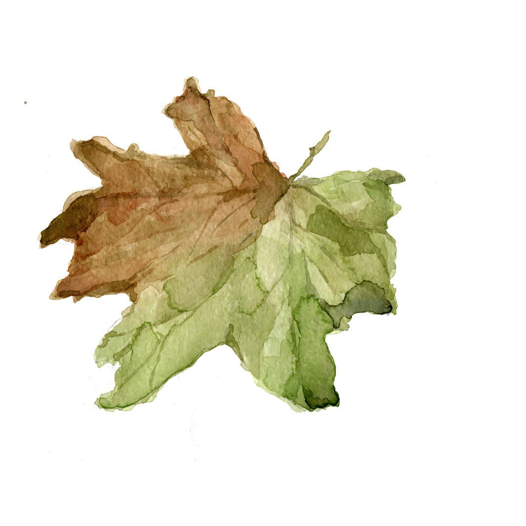 Fall Leaf , original watercolor painting of dried leaves in brown and green,nature,  natural history ,automn