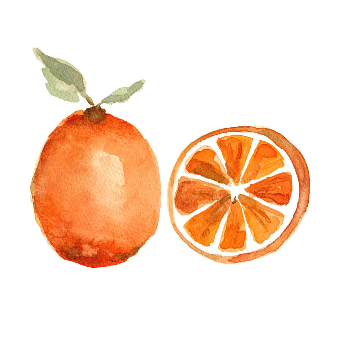 Orange study no 2, botanical art Print of original still life watercolor painting, minimalist, tangerine tango ,kitchen art