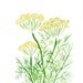 Dill art  print of  original watercolor painting in green and Yellow, Plants, Botanical herb, mothers day, cottage chic, kitchen decor