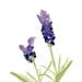 Lavender Print of original watercolor painting , purple lavender and green, Plants, Botanical herb, mothers day, cottage chic