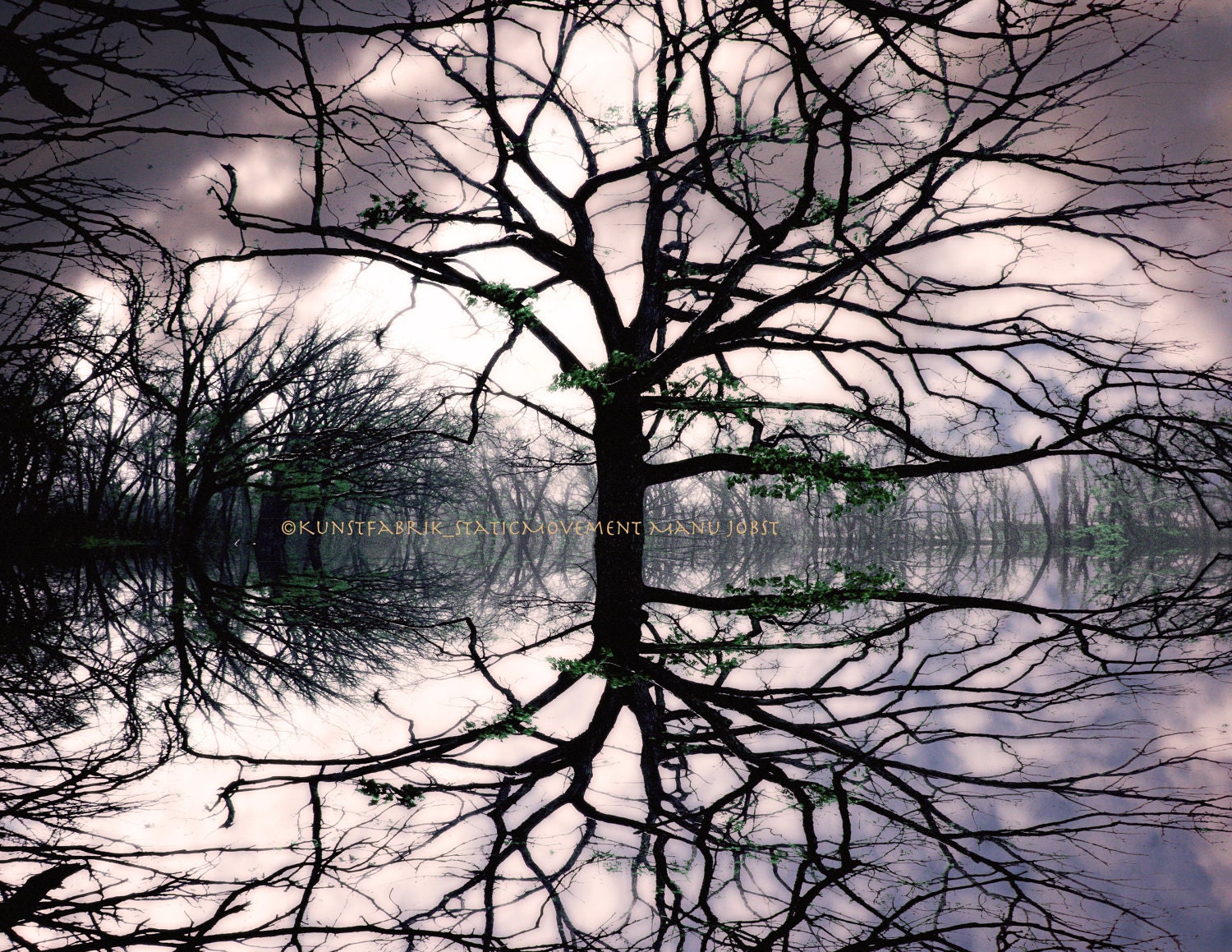 Roots in the Sky  8x10 or 8x12 Photograph