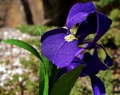 iris - paper flowers  for weddings, gift, or decor