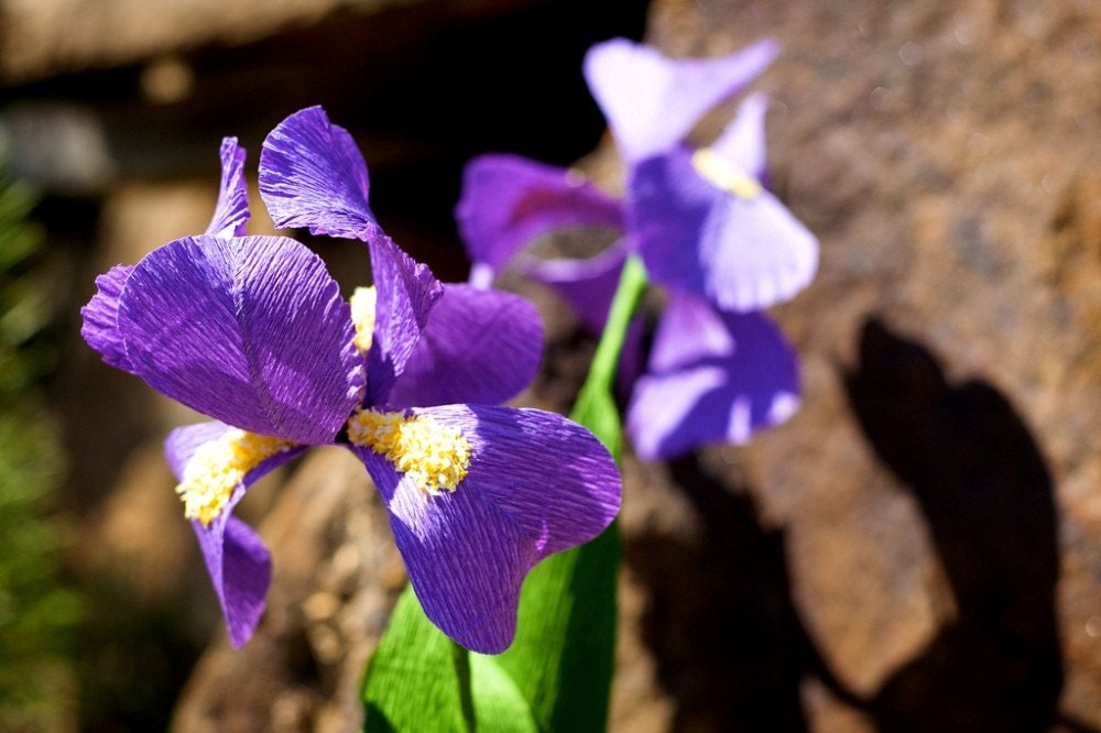 iris - paper flowers  for weddings, gift, or decor