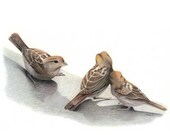bird art print reproduction color pencil drawing Sparrow Study // free shipping US and Canada
