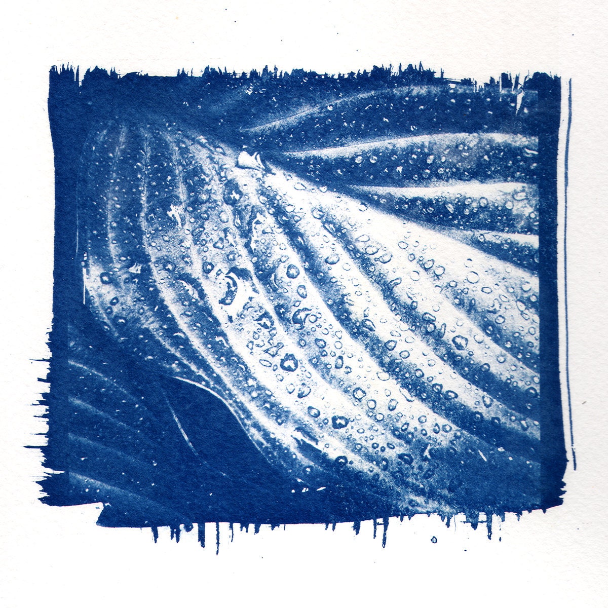 Cyanotype Photographic Printing Kit