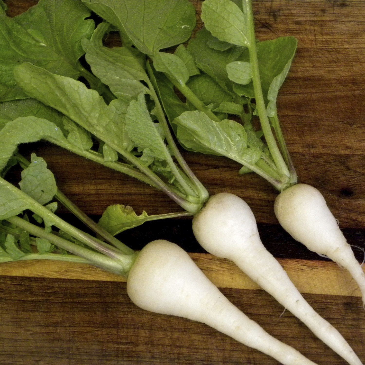 Organic White Icicle Radish Seeds