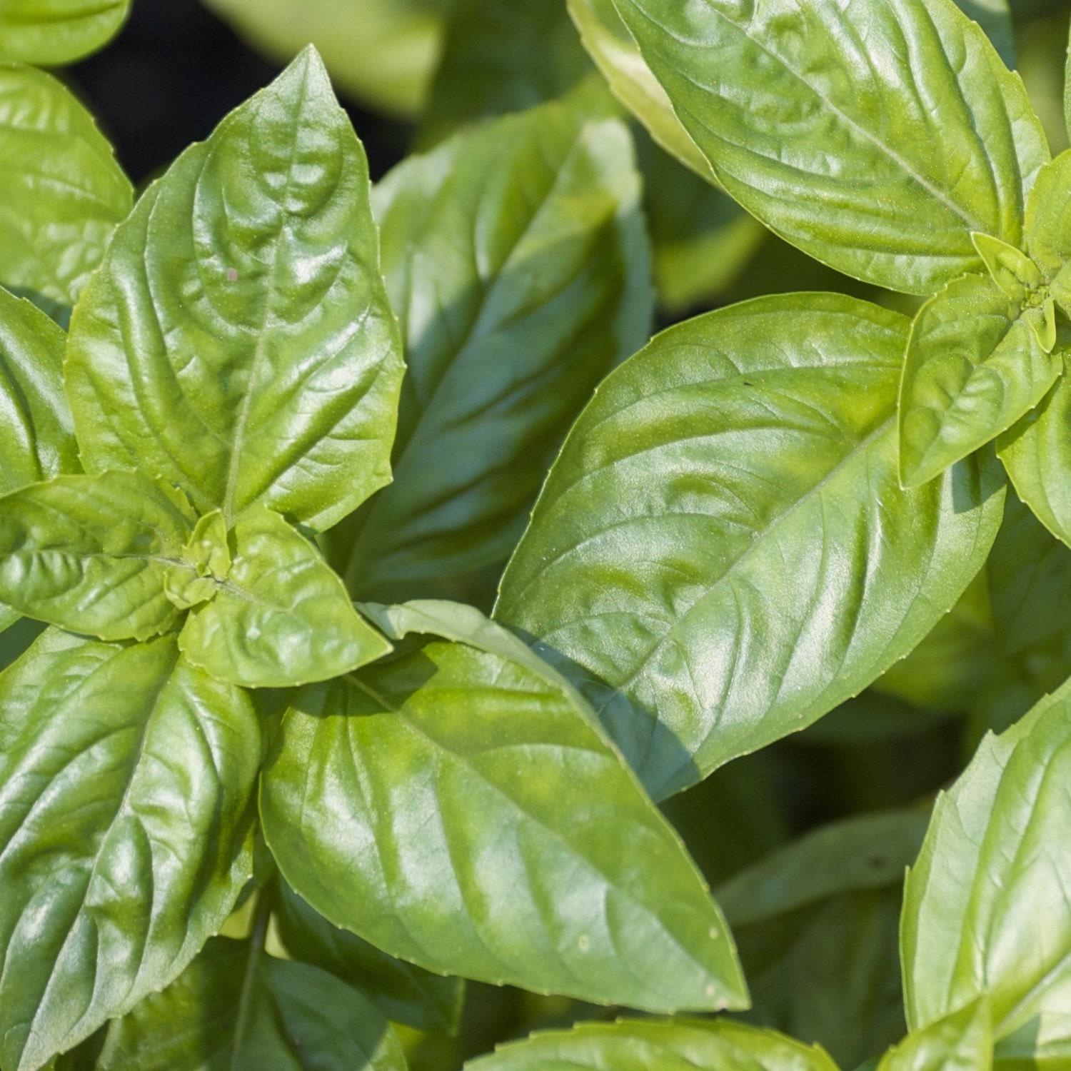 Italian Large Leaf Organic Basil Seeds