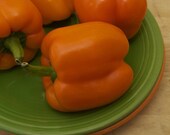 Organic Orange Sun Pepper Seeds