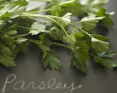 Organic Italian Dark Green Flat Leaved Parsley Seeds