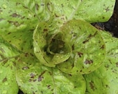 Organic Freckles Romaine Lettuce Seeds