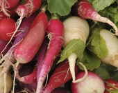 Organic Rainbow Radish Seeds