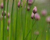 Organic Chives Seed