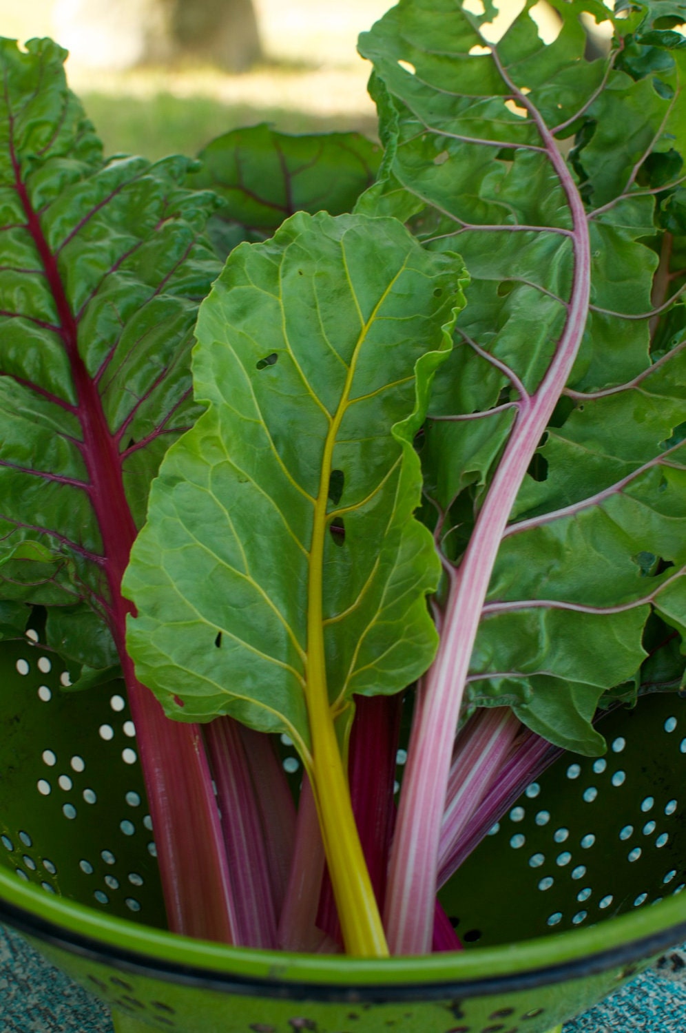 Organic Rainbow Swiss Chard Seeds