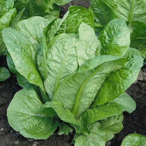 Organic Vivian Romaine Lettuce Seeds