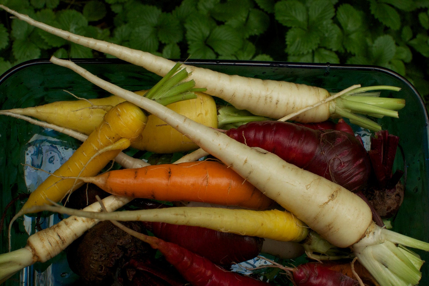 Heirloom Carrot Seeds - Colourful Mix of Organic Rainbow Carrot Seeds
