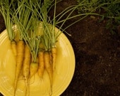 Organic Yellowstone Yellow Carrot Seeds