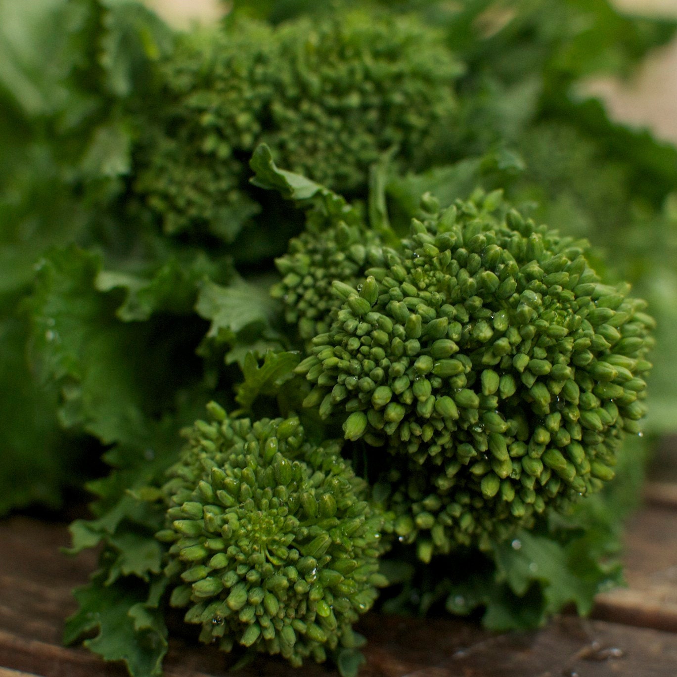 Organic Rapini Raab Broccoli Seeds