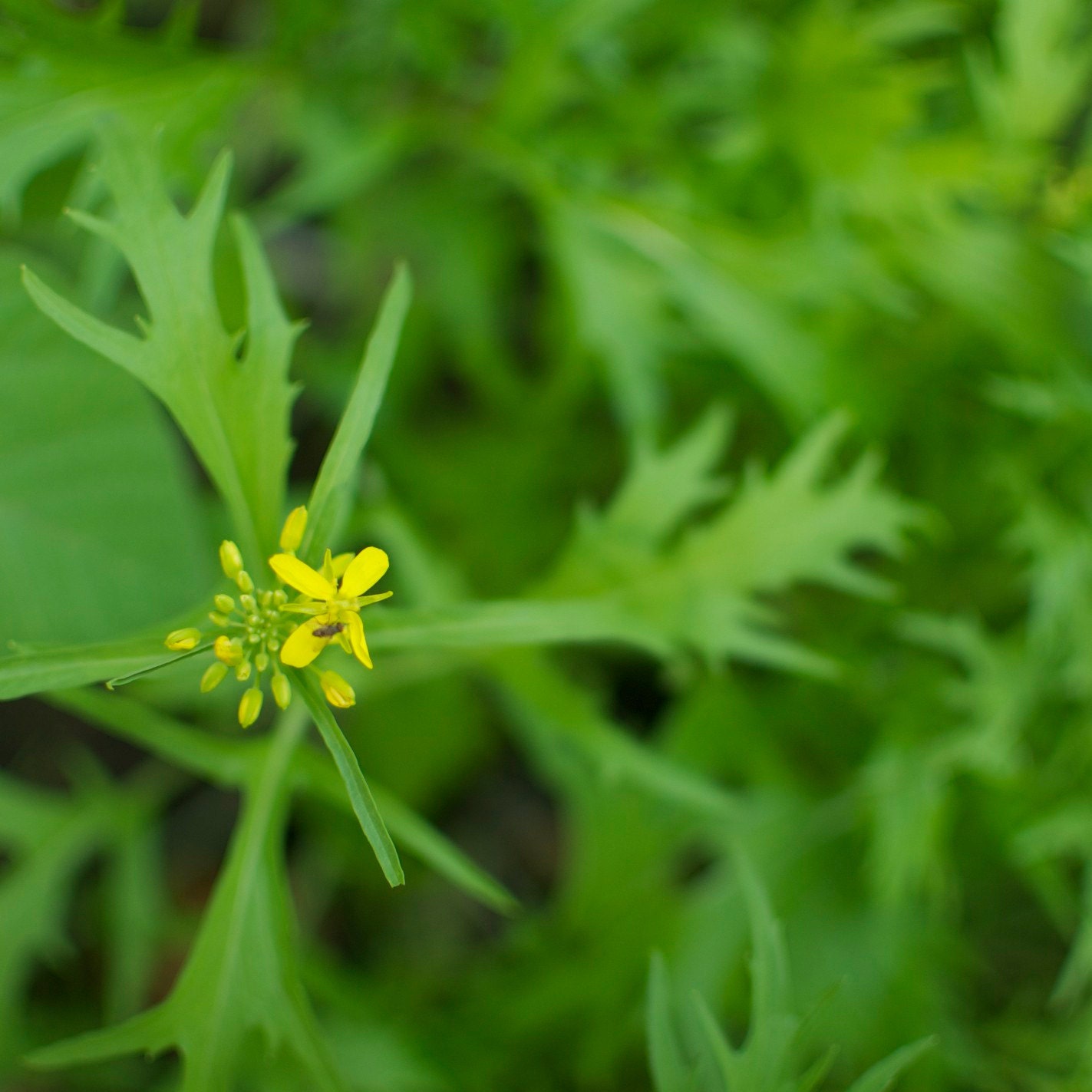 Organic Mizuna Seeds - Japanese Mustard Greens