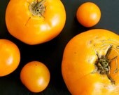 Organic Moonglow Orange Tomato Seeds