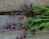 Sage Seeds for your Organic Herb Garden