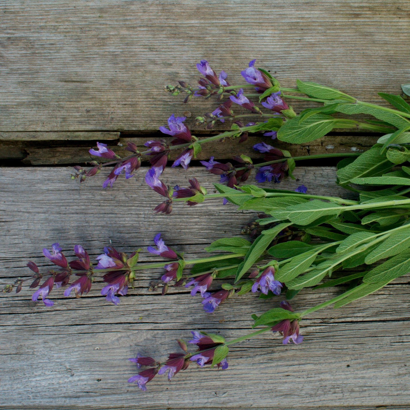 Sage Seeds for your Organic Herb Garden