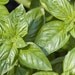 Italian Large Leaf Organic Basil Seeds